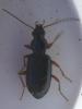 Bembidion decorum